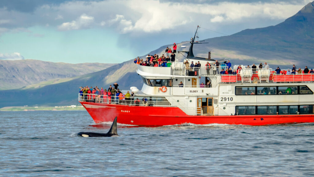 Whale watching on the classic Elding excursion. The company also hosts the Pride cruise.