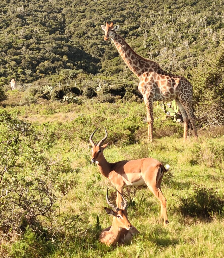 lgbtq safe on an african safari