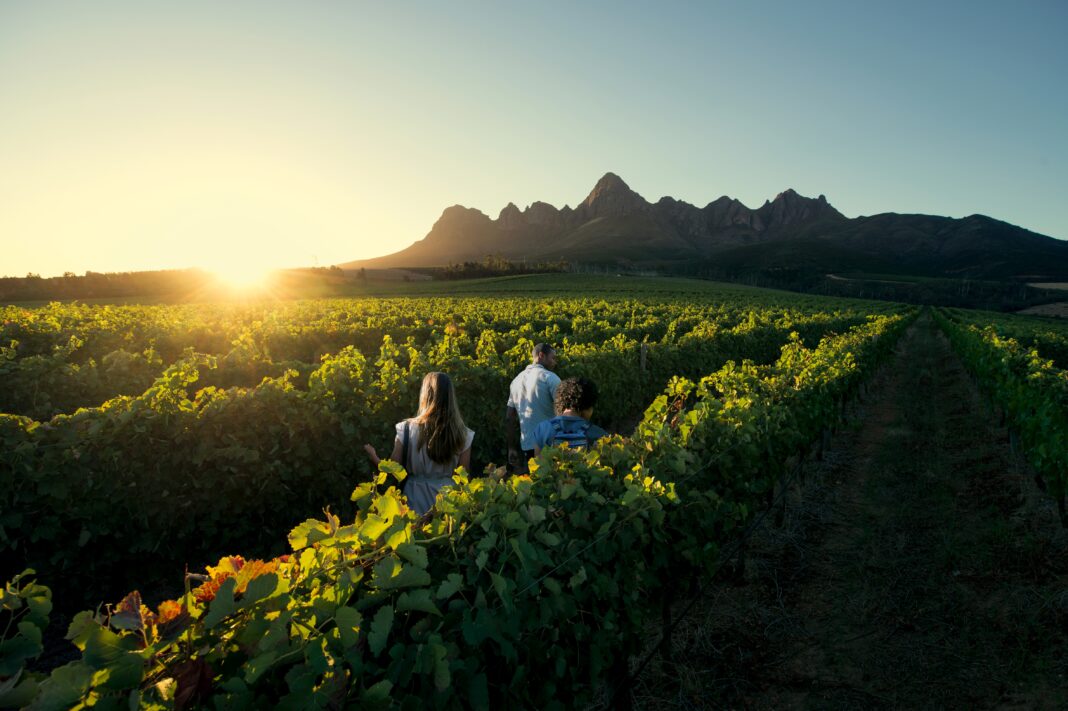 Cape Winelands